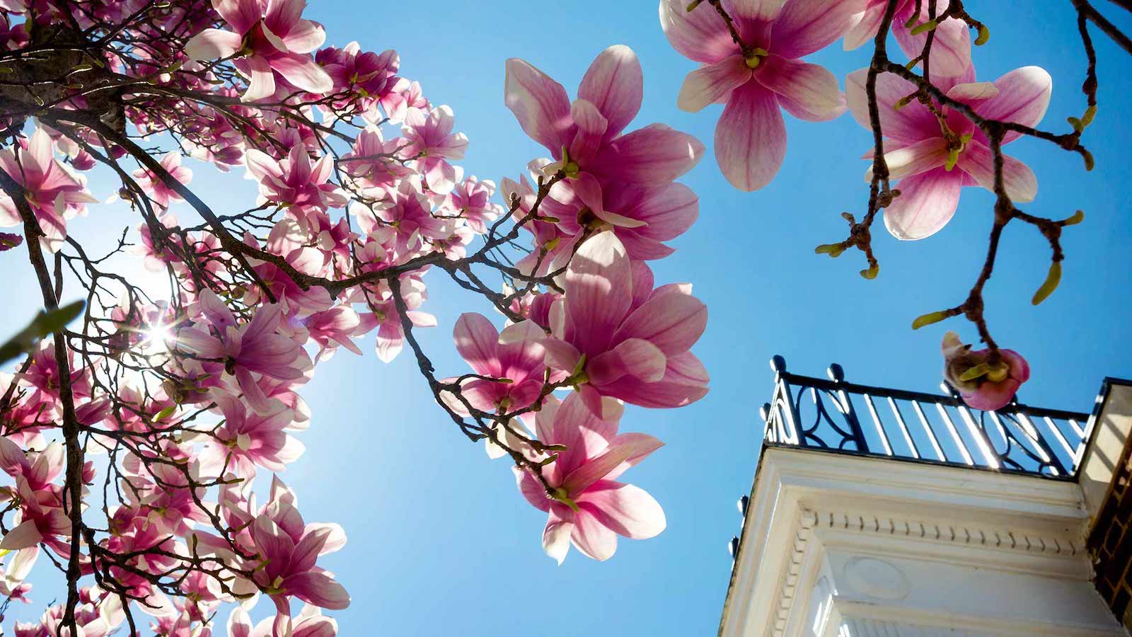 image of magnolia blossoms