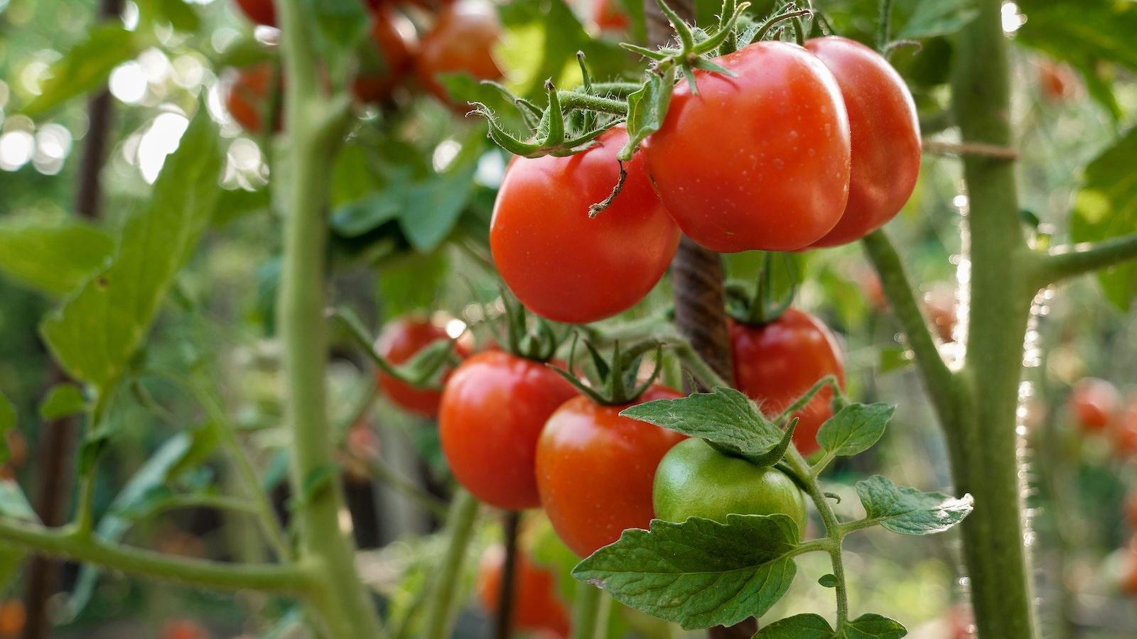 A closeup of a vine of ripe tomatoes in a field.