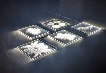 A glowing art exhibition featuring clear panels displaying plant specimens.